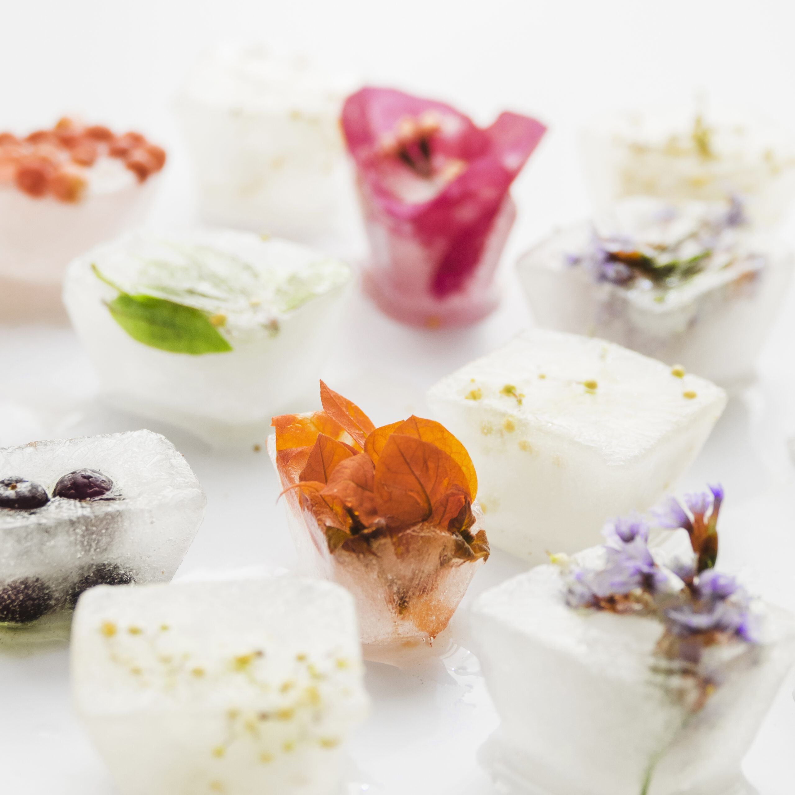flowers-plants-ice-cubes